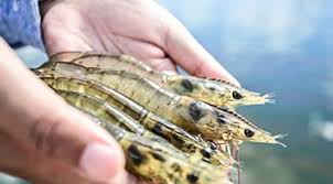 Bệnh Teo Gan Trên Tôm Thẻ