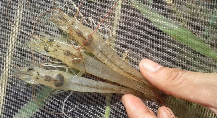 Bệnh Đầu Vàng Trên Tôm