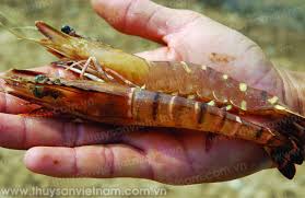 Bệnh đỏ thân trên tôm thẻ chân trắng