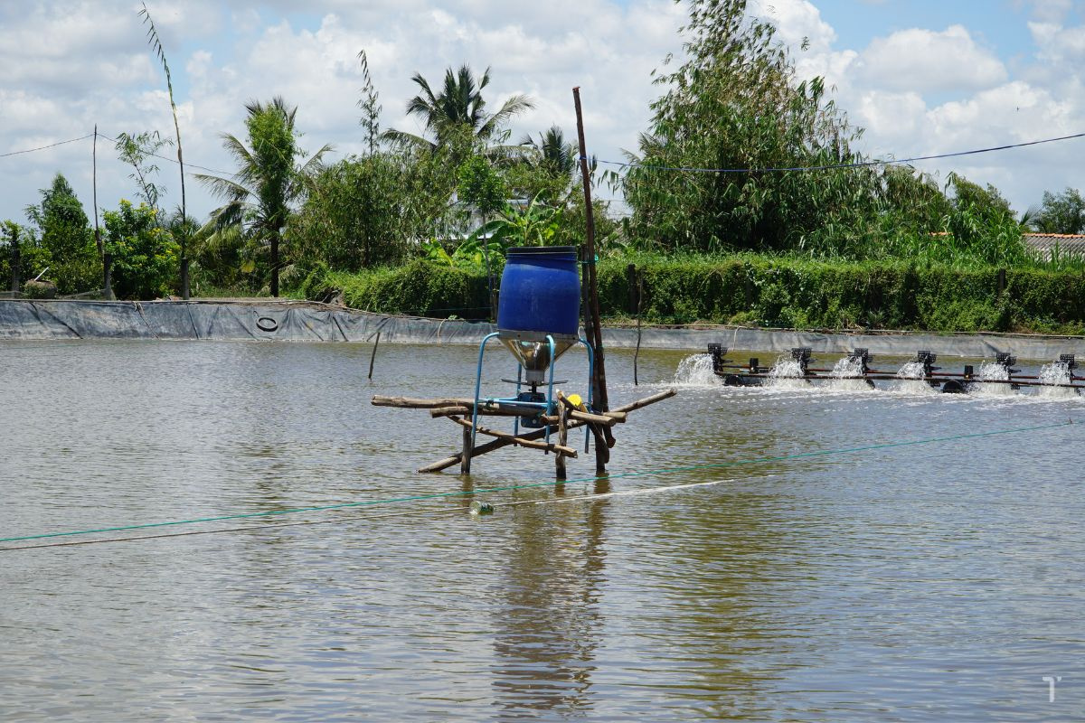 Cho tôm ăn như thế nào là hiệu quả?